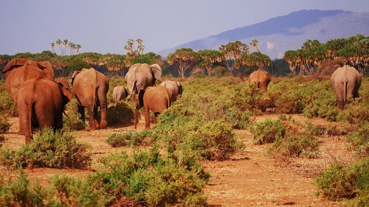 What is Kenya Known for - Elephants in Samburu Game Reserve
