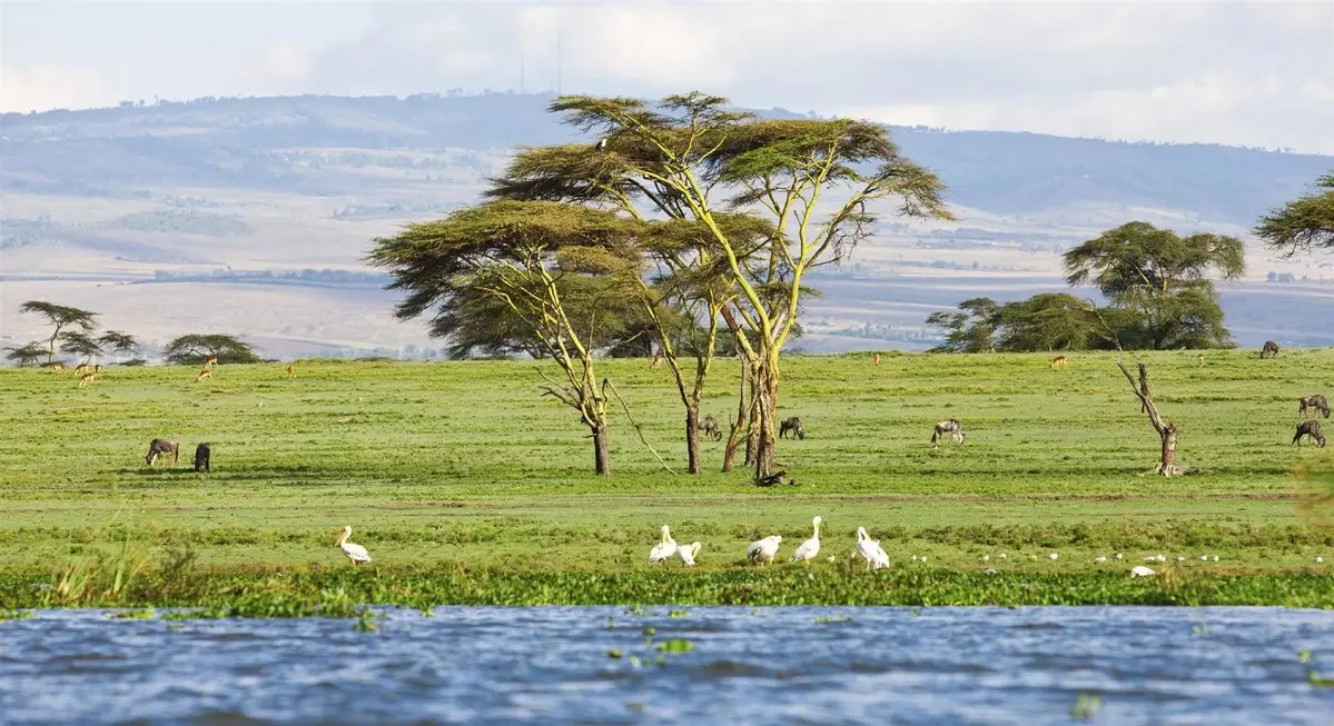 What to see Nakuru National Park - Wildlife at Lake Nakuru National Park