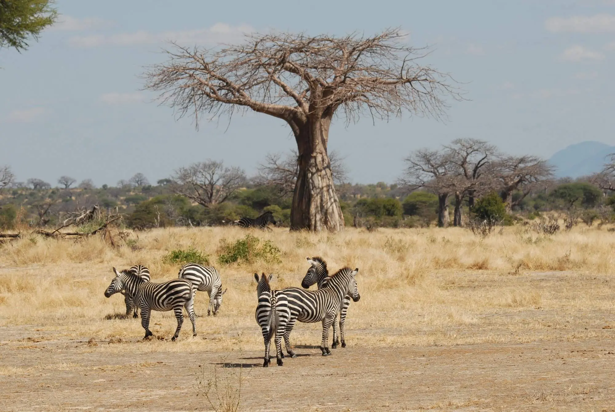 Saving money on Tanzania budget safaris