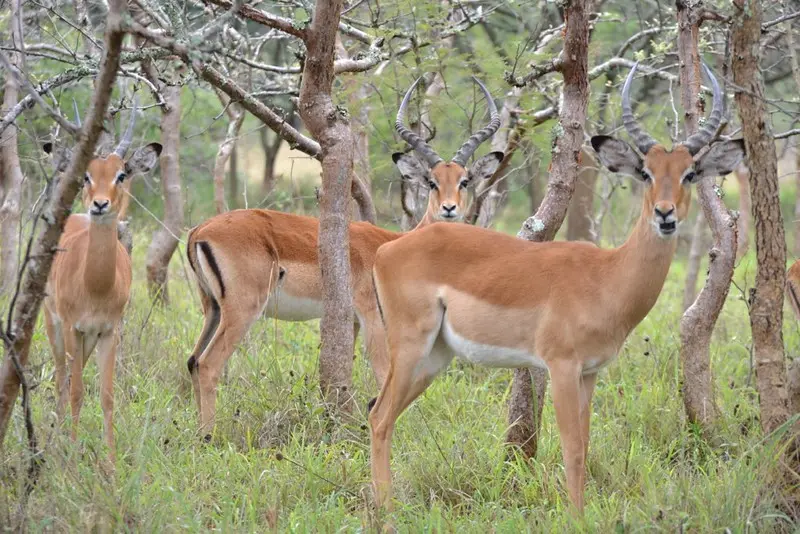 Wildlife viewing on Safari Rwanda - Impalas