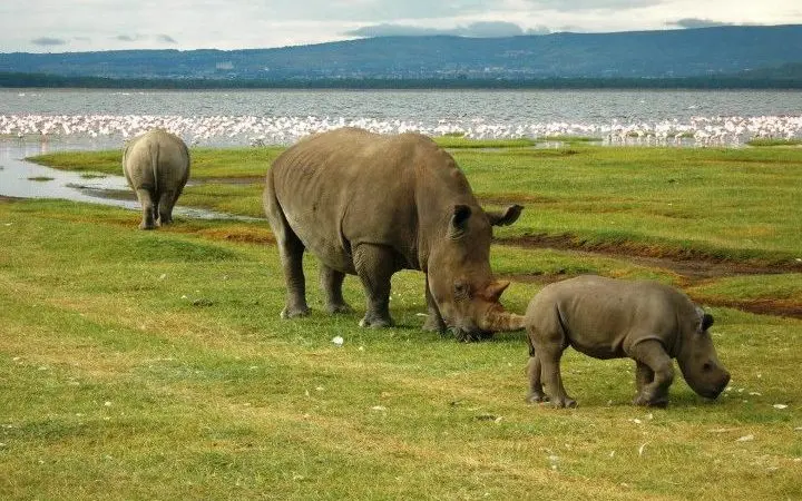 Wildlife conservation Safari packages in Kenya - Rhino sanctuary at Lake Nakuru National Park