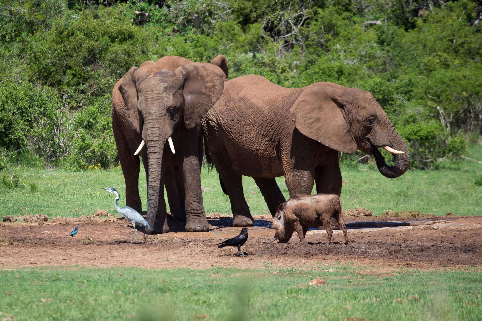 big 5 Africa- the African elephant