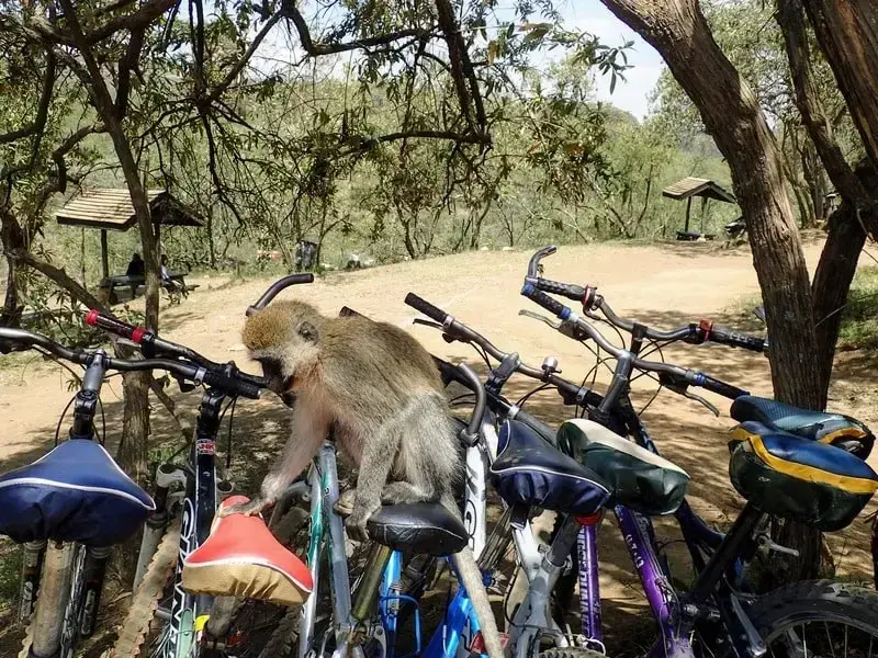 Bikes at Hell’s Gate - KenyaLuxurySafari.co.uk