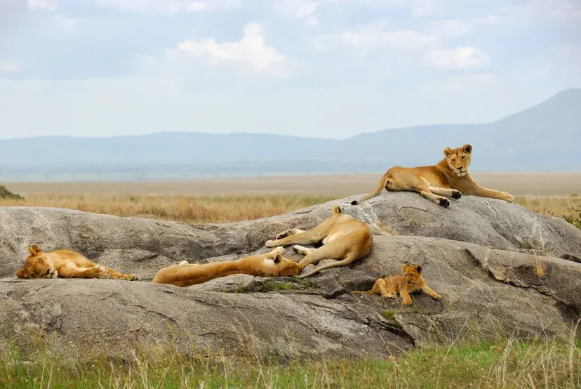 Lions at Mara - KenyaLuxurySafari.co.uk