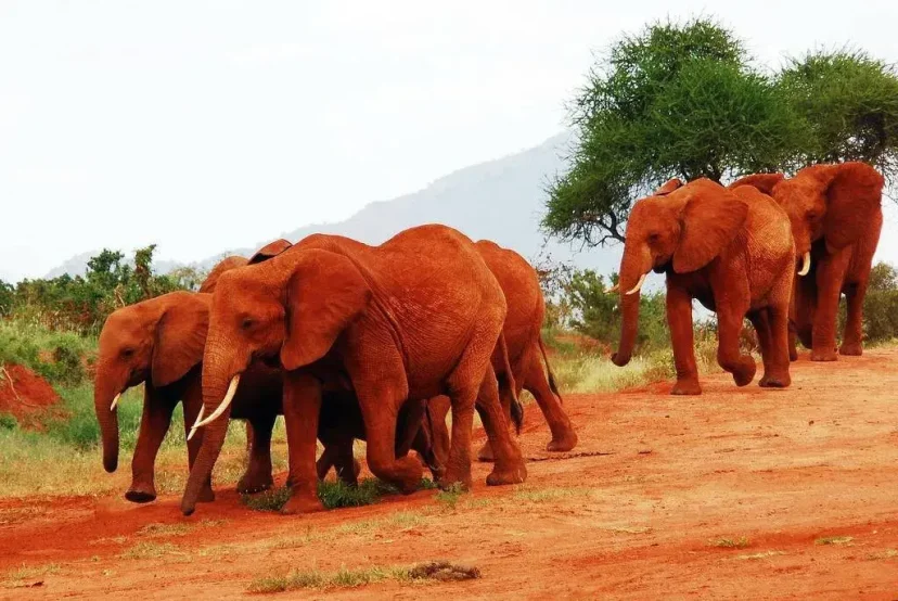 KenyaLuxurySafari.co.uk - Red Elephants