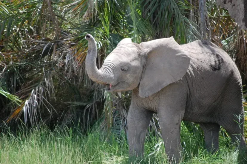 KenyaLuxurySafari.co.uk - White Elephants