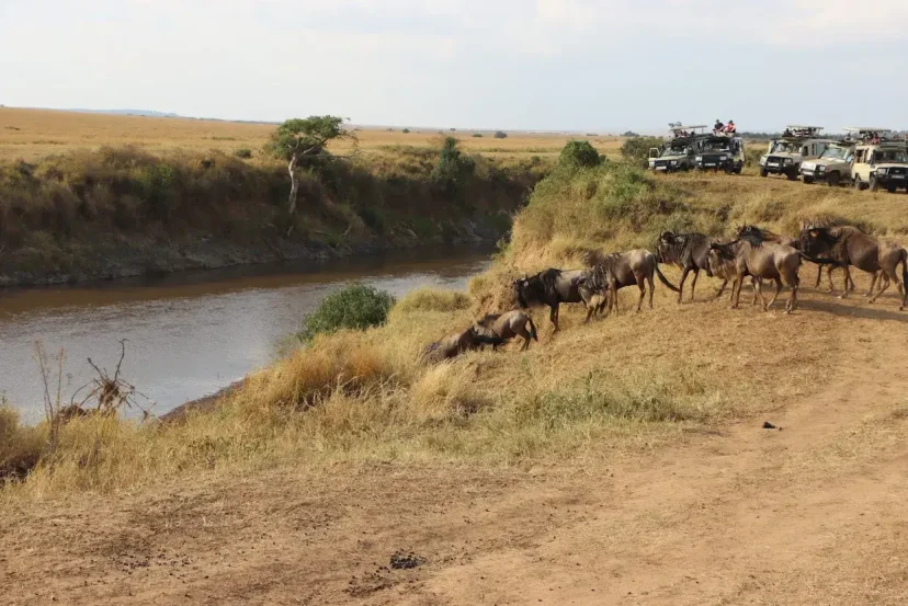 Best Time to Visit Masai Mara - Month by Month Guide