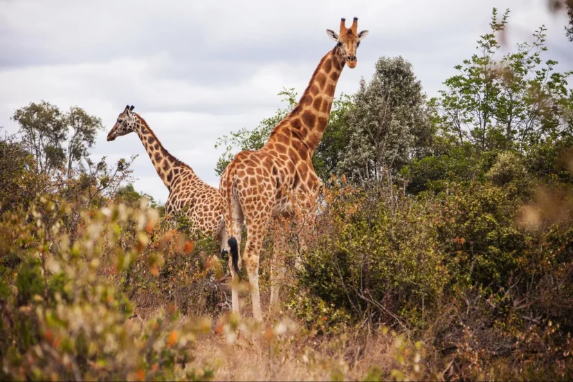 Giraffes Spotted on a Luxury safari in Masai Mara