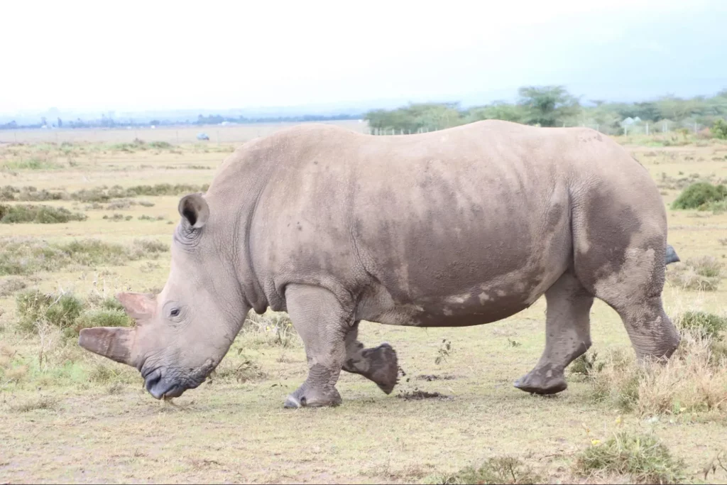 Masai Mara Safari in Kenya - Rhino in Masai Mara National Reserve