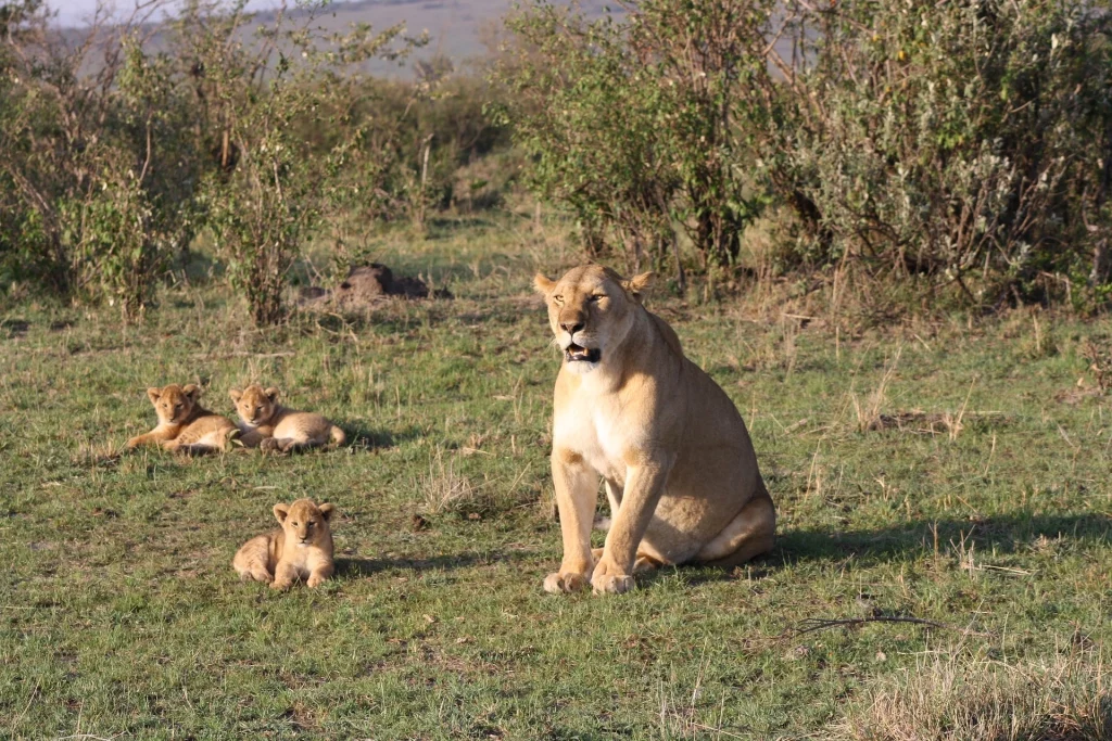 Masai Mara safari in Kenya - Lions in Masai Mara