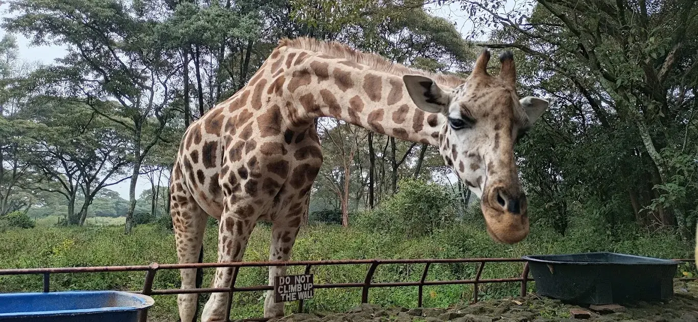 Nairobi National Park Tours - Giraffe Centre