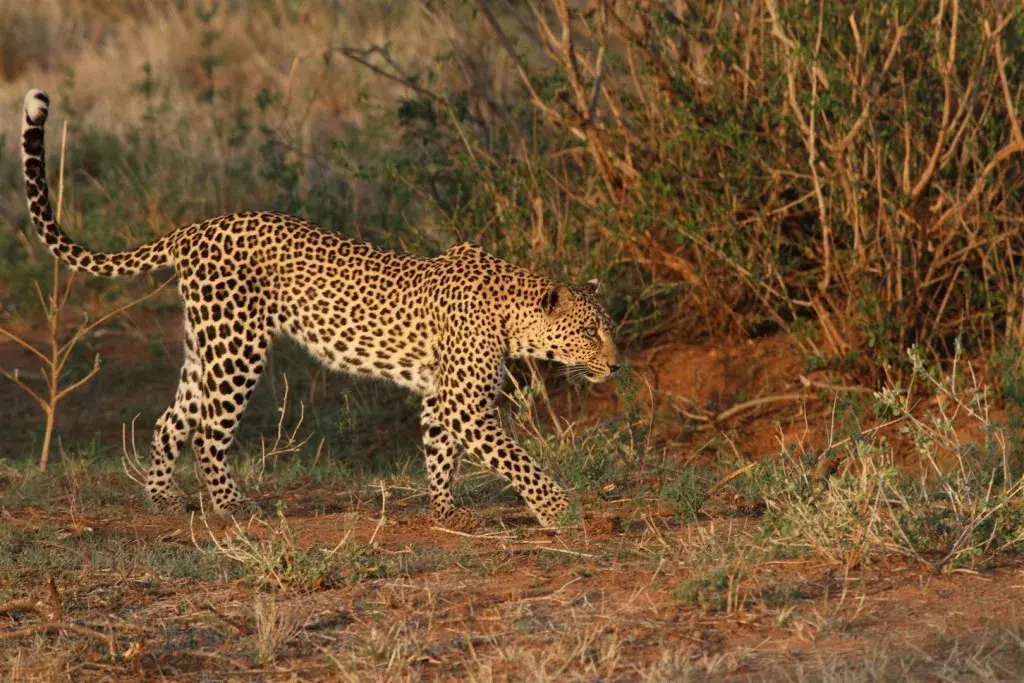 Samburu - Nairobi Tours - Leopardard
