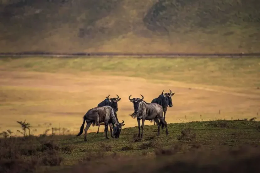 KenyaLuxurySafari.co.uk - Ngorongoro Crater Wildebeests