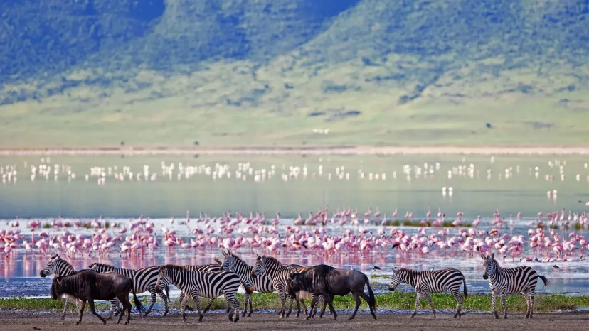 KenyaLuxurySafari.co.uk - Ngorongoro Crater Animal Varieties