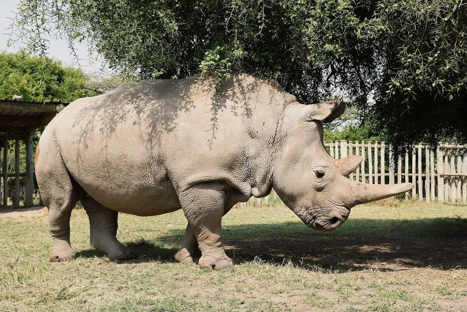 KenyaLuxurySafari.co.uk - Northern White Rhino