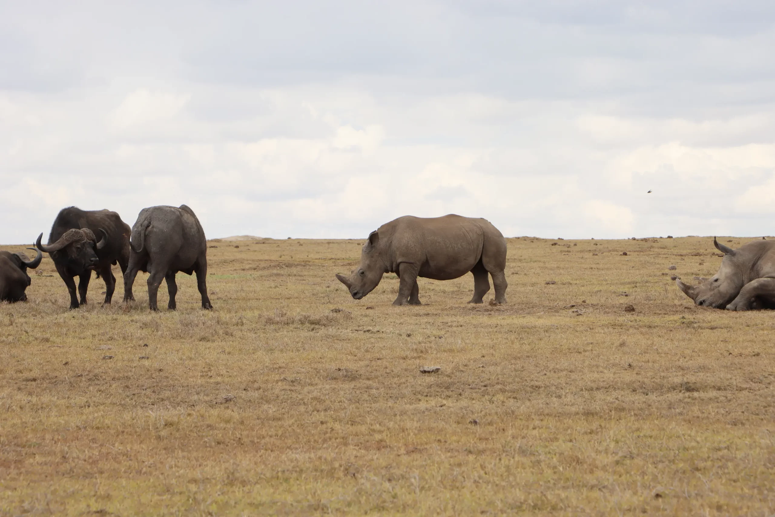 Kenya wildlife, Big Five