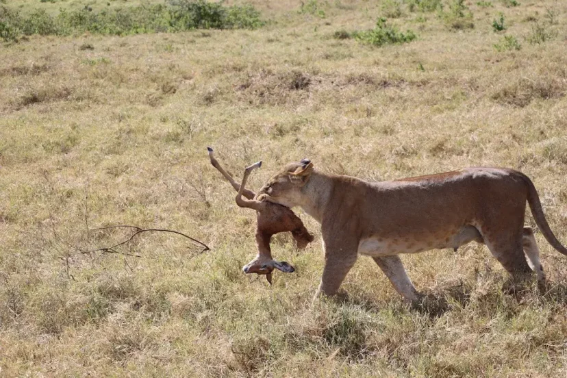 Lioness with a Kill - KenyaLuxurySafari.co.uk