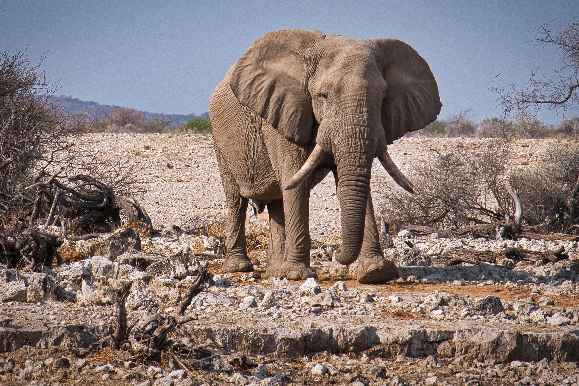 Safari holidays 2023 - 2024 - Elephant in Etosha National Park