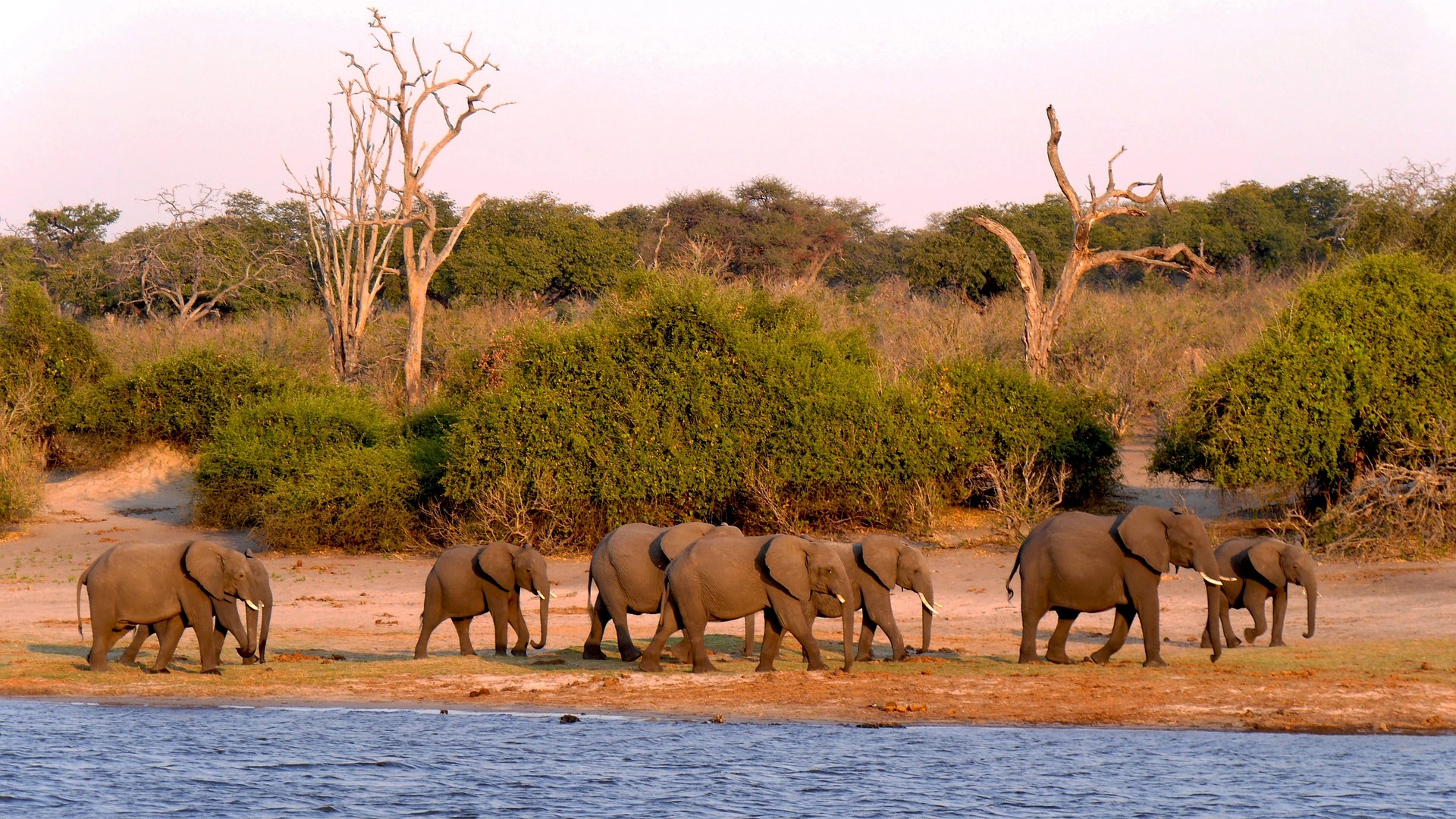 Safaris in Africa - Elephants in Chobe National Park