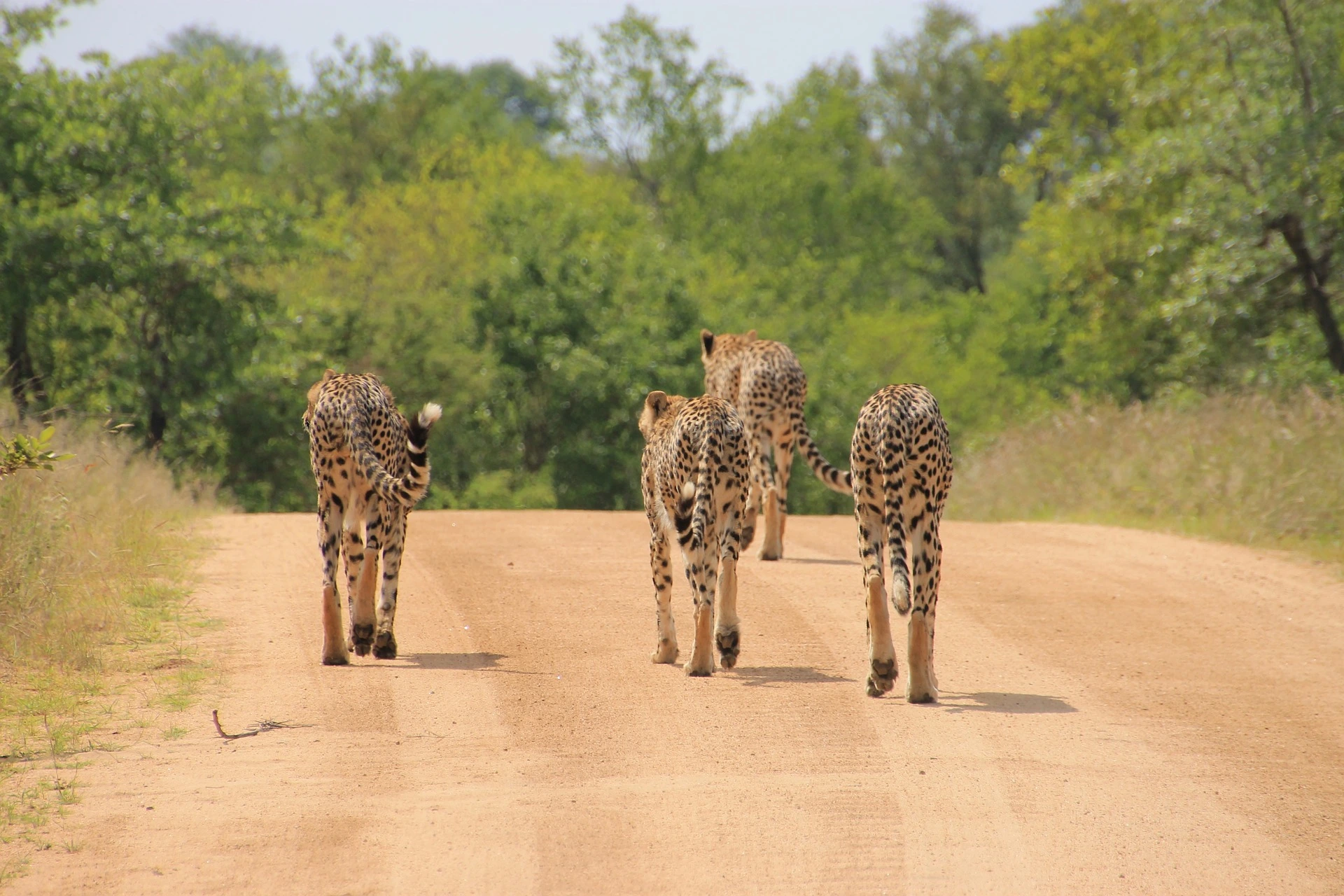 Cheetahs in Kruger National Park - Safari holiday in Africa