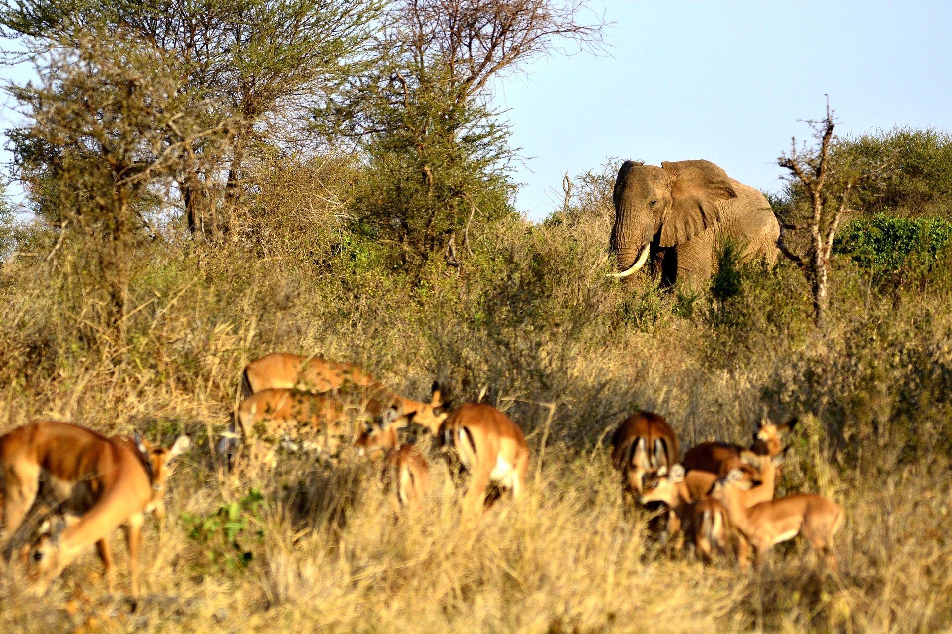 Holidays Africa Safari - Implas in Serengeti National Park in Tanzania