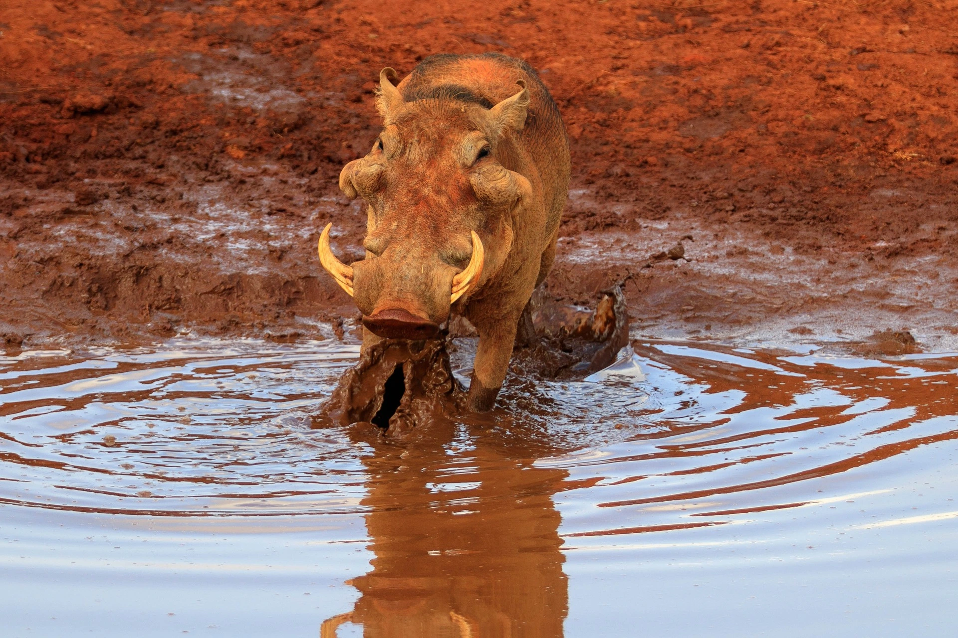 Tsavo Safari - Warthog in Aruba dam