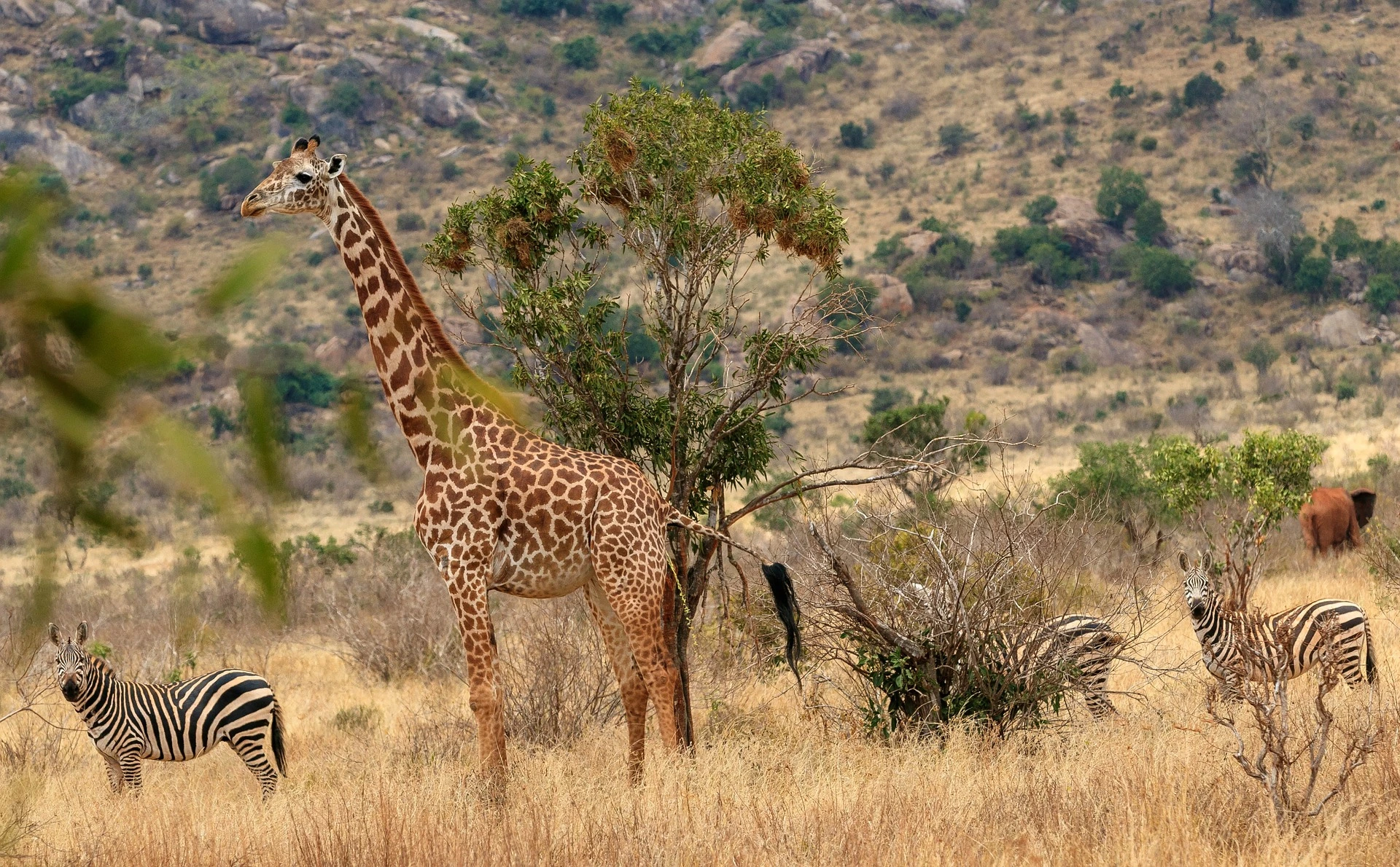 Giraffes in Tsavo West National Park