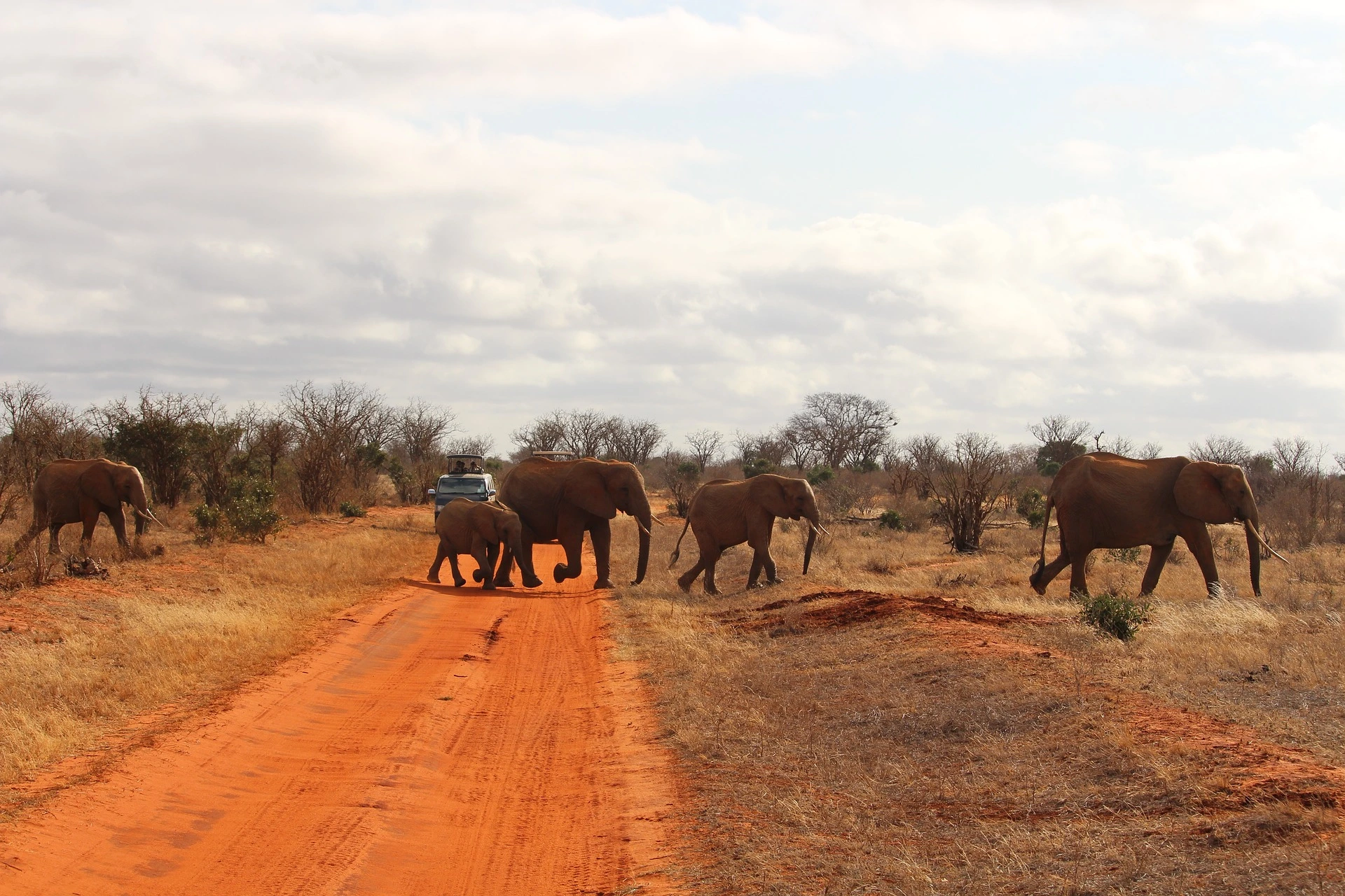 Tsavo Safari - Elephants crossing the road.
