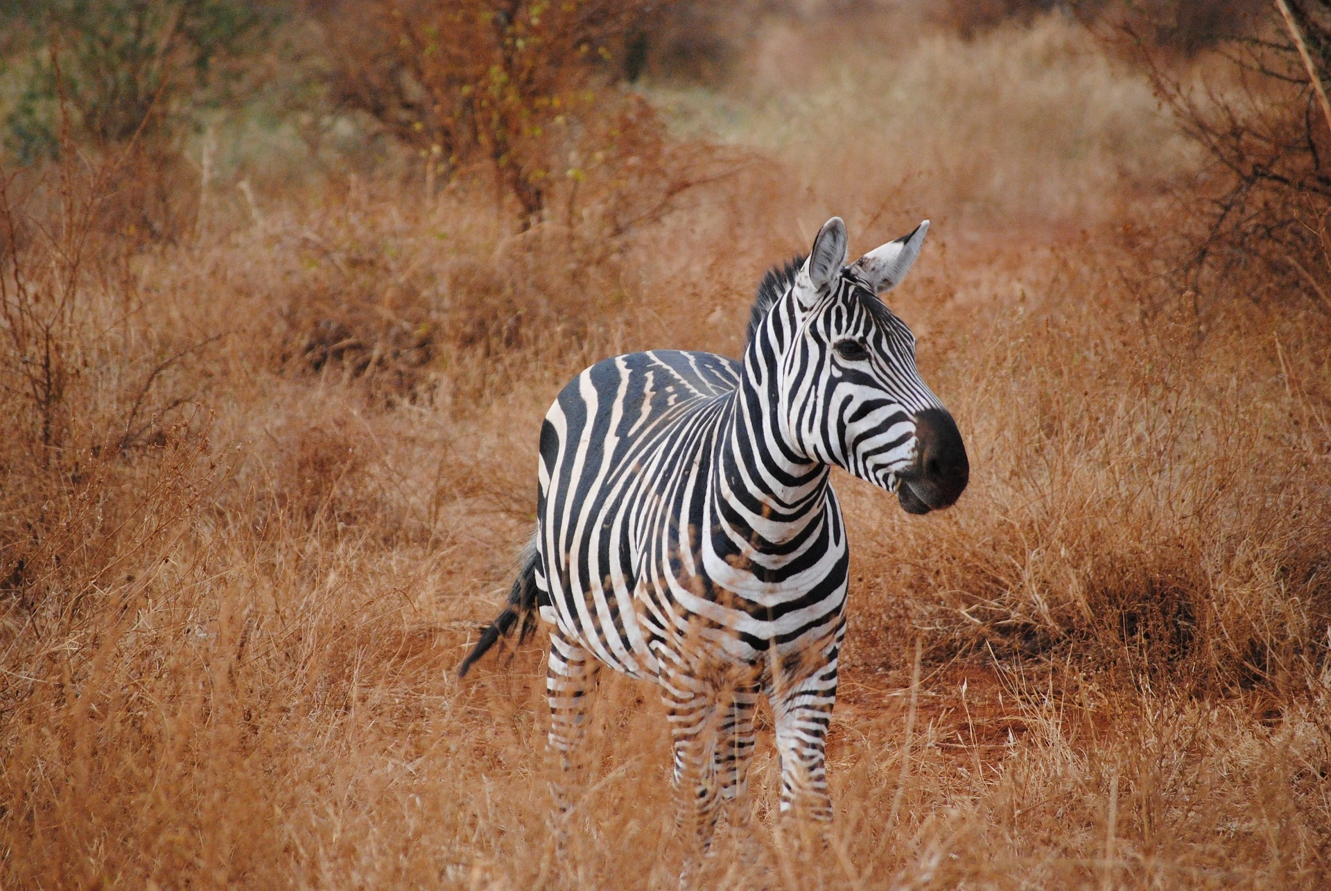 photo of a zebra taken during a 3 Day Tsavo National Park safari