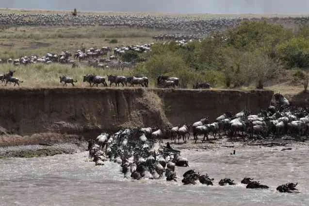 Watching the Masai Mara Migration - Wildebeest going up a steep ravine