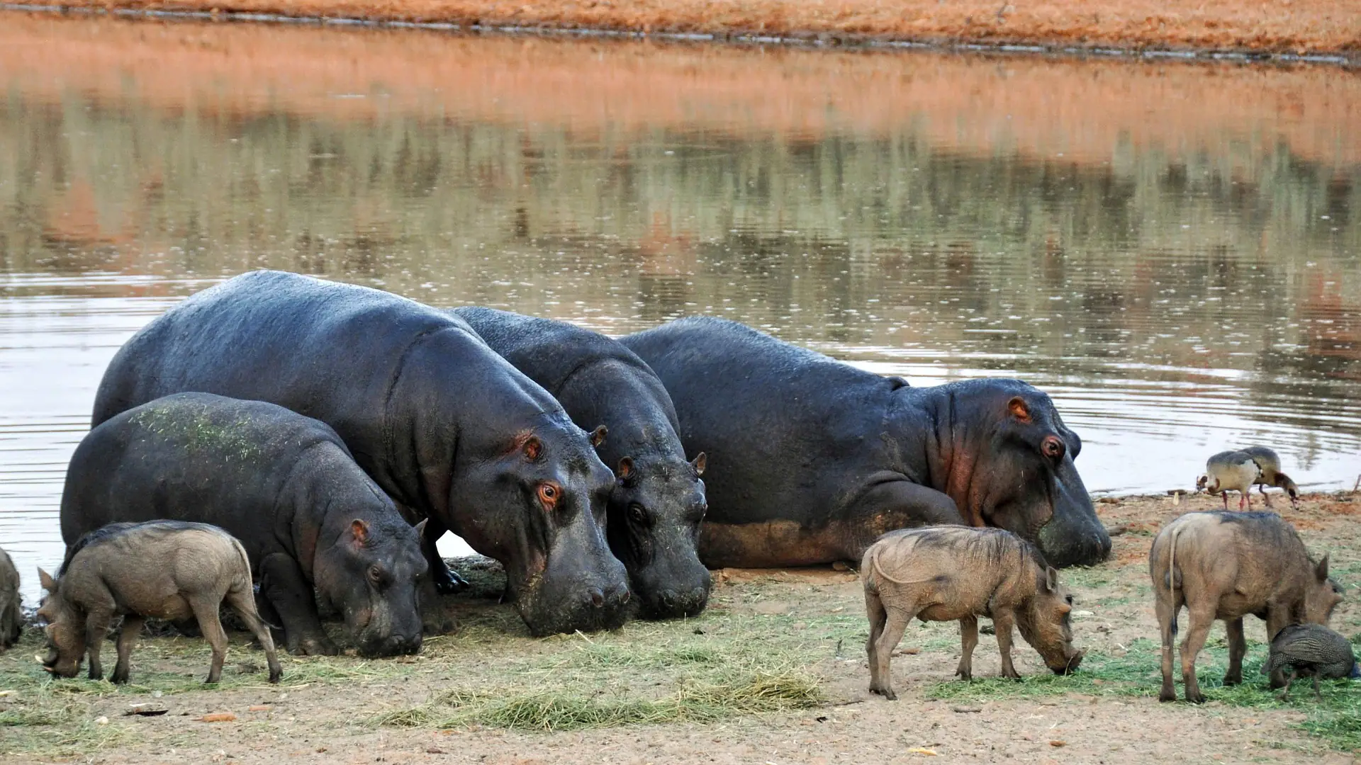 Kenya animals- the hippopotamus
