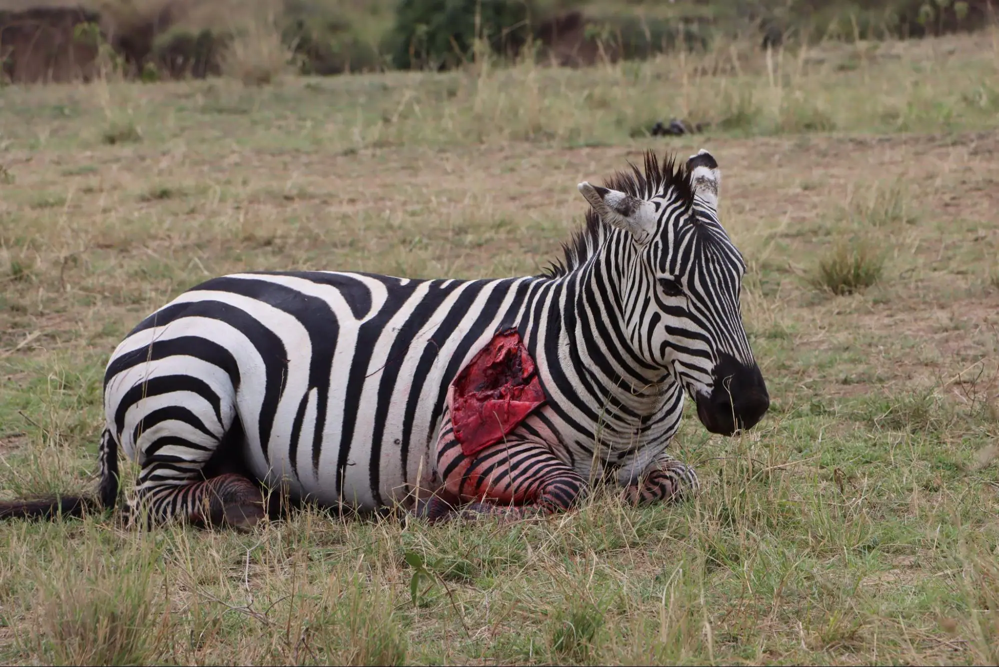 Injured Zebra in Aberdare National Park