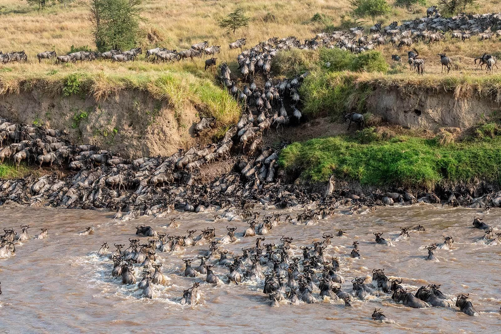 Viewing the Masai Mara Migration - Wildebeest wading through Mara River