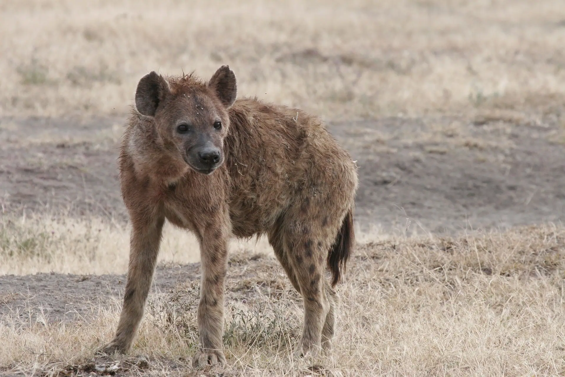 Kenya animals- the spotted hyena