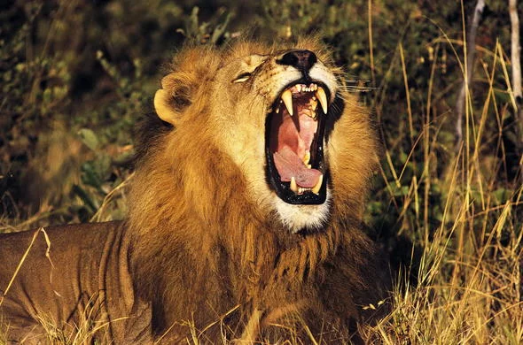 Exploring Tourism in Kenya - Lion yawning