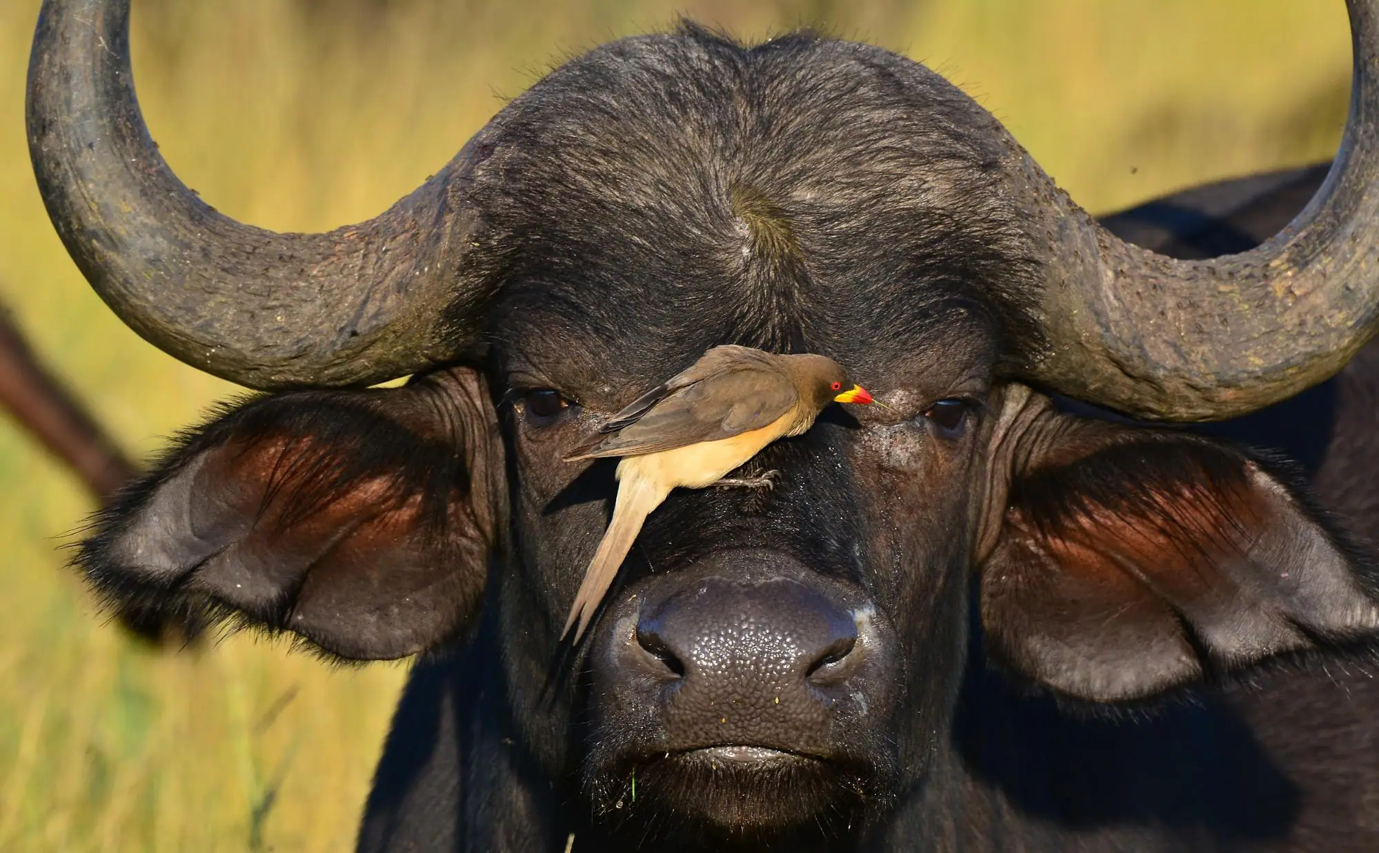 the Big 5 Africa- the Cape Buffalo