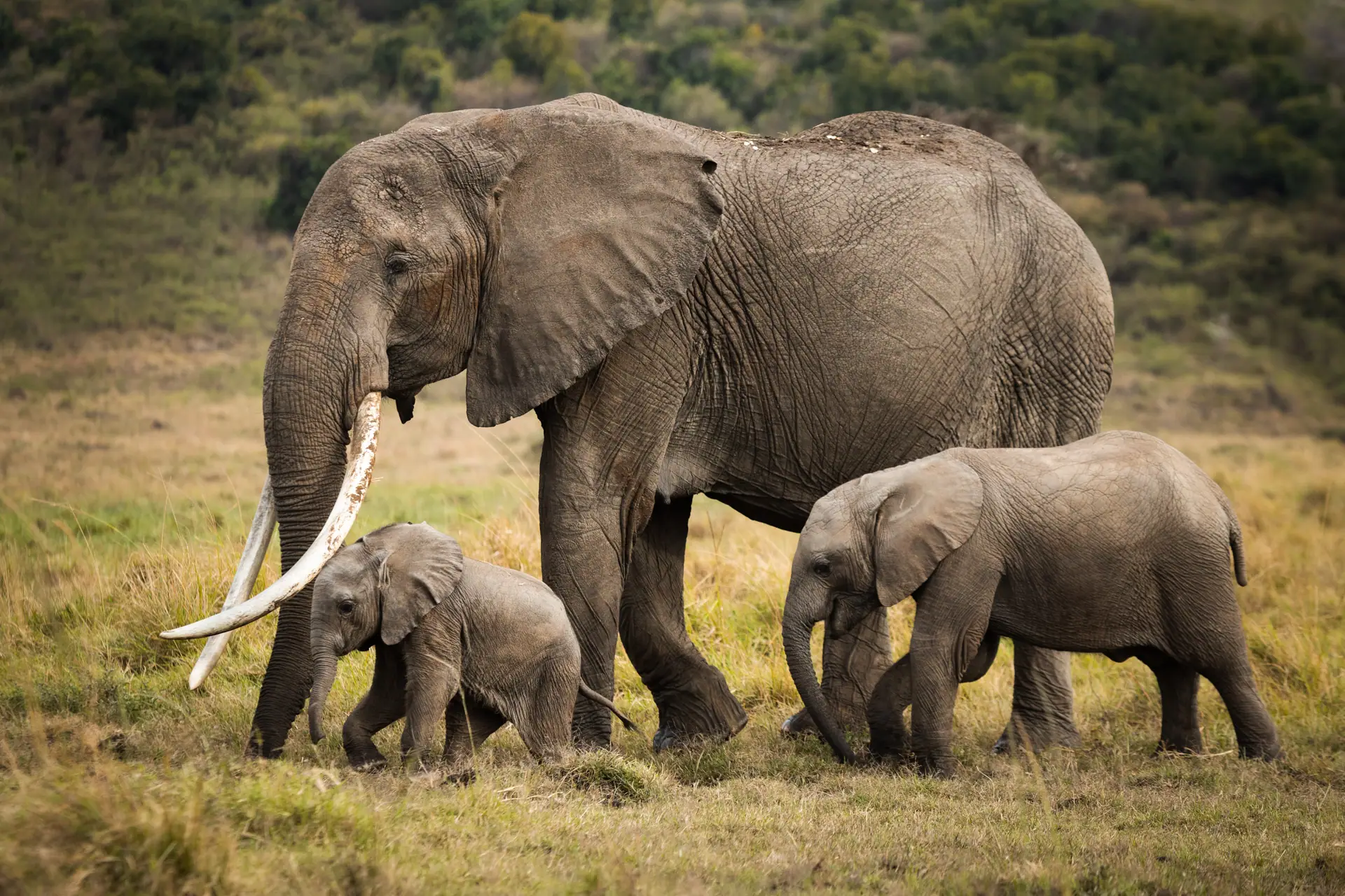 Kenya safaris- elephant herd
