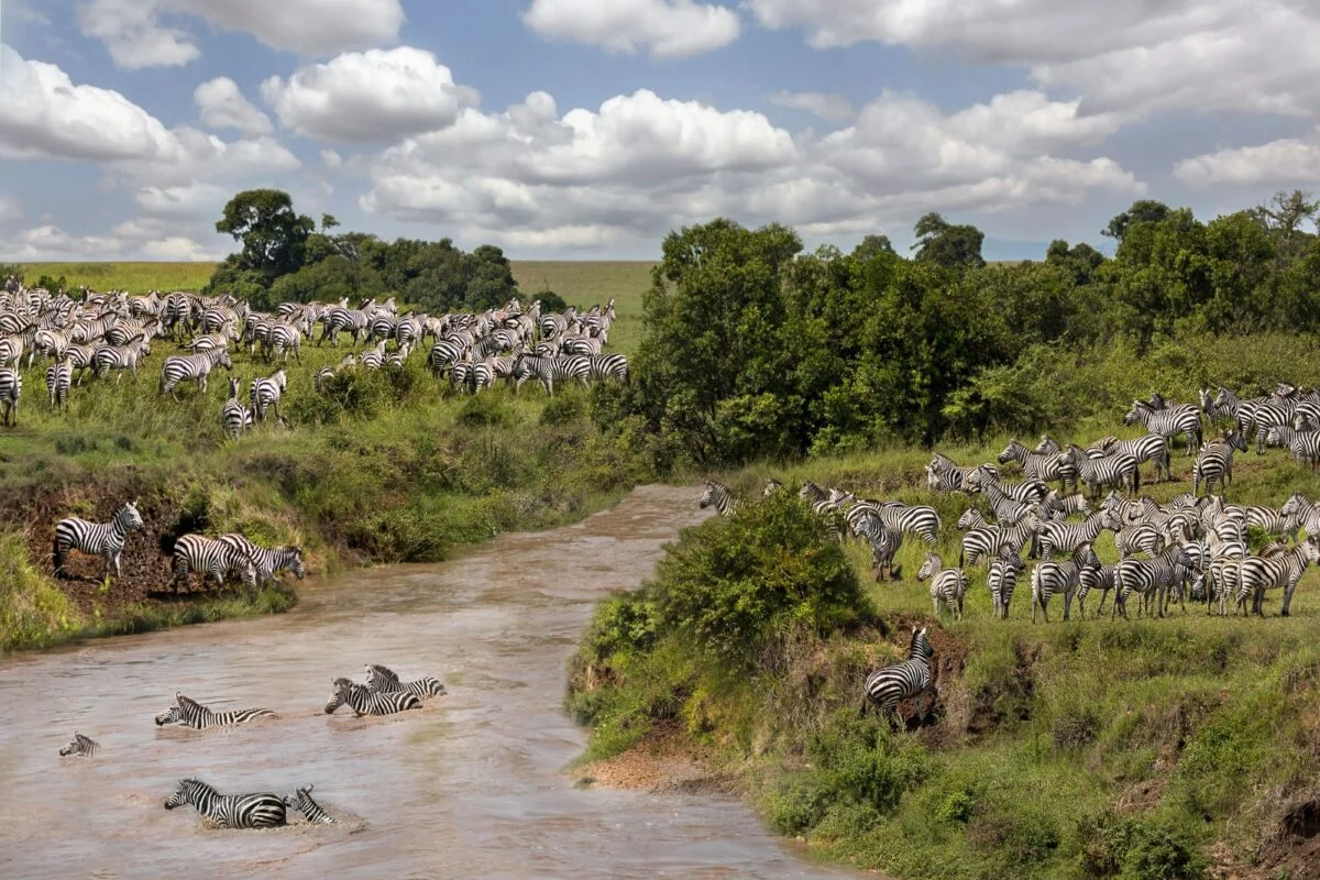 Watching the Spectacular Masai Mara Migration - Migrating zebra wading across the river