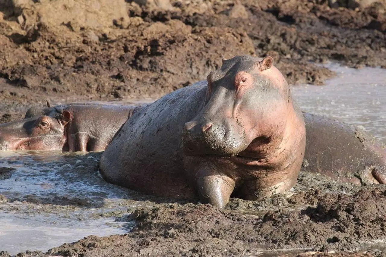 safari tanzania packages - hippo spotted during game drive