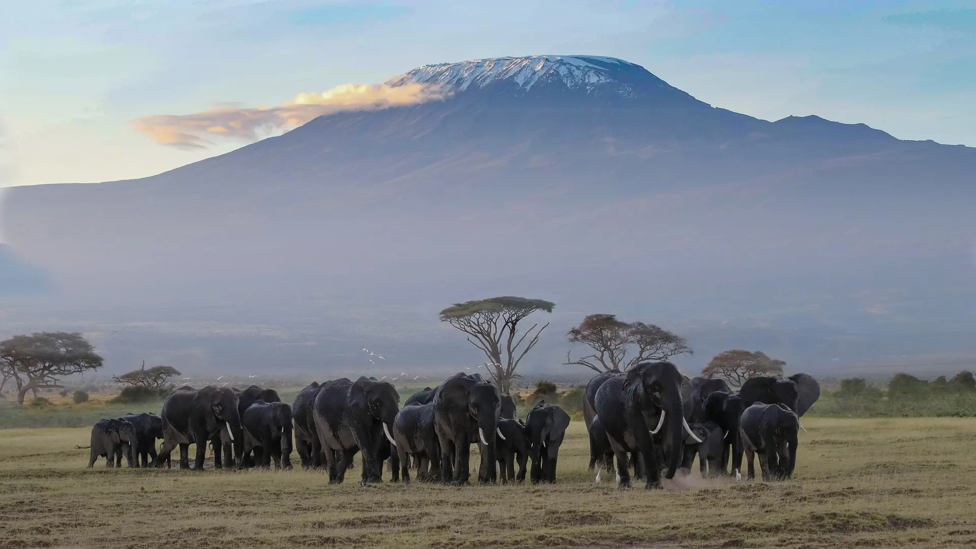 Safaris booking- Kilimanjaro