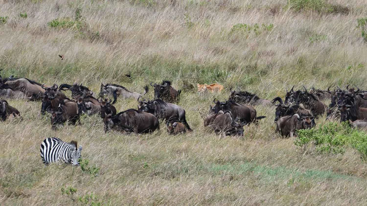 Witnessing the Great Migration Masai Mara action - A lioness trailing wildebeest herds