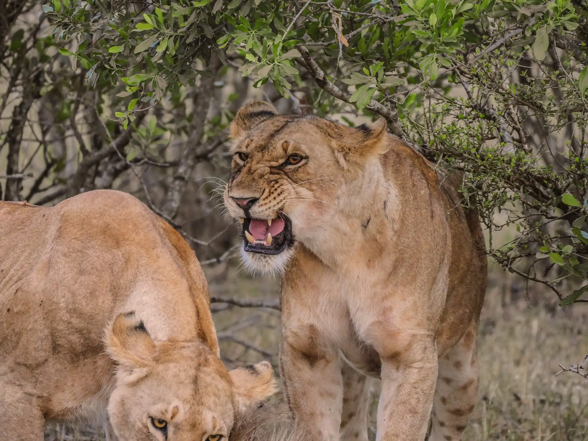 the African lion- Masai Mara