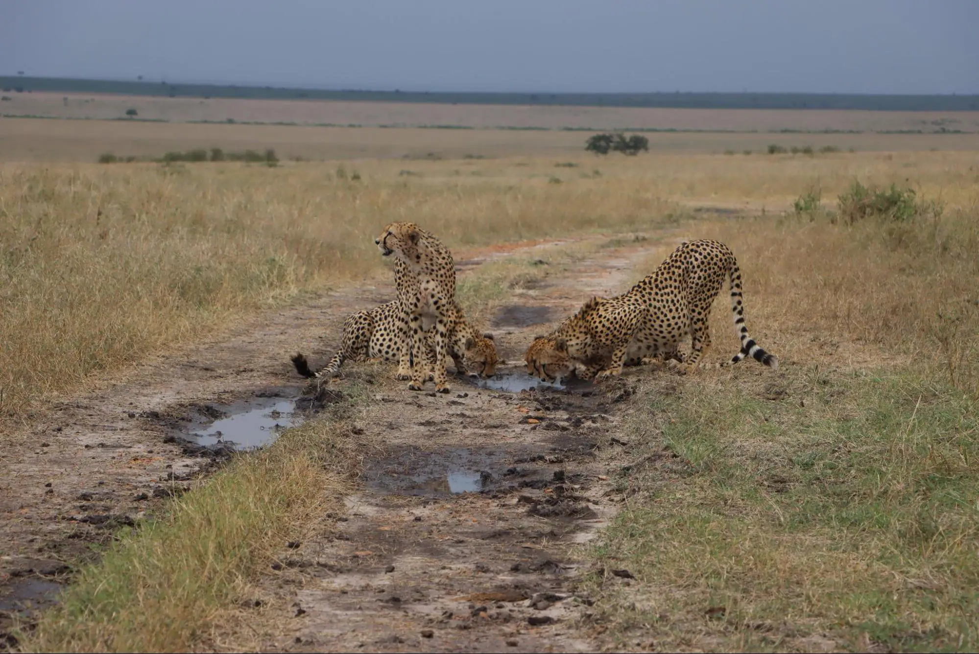 Cheetah drinking water during this 10 days Kenya safari.