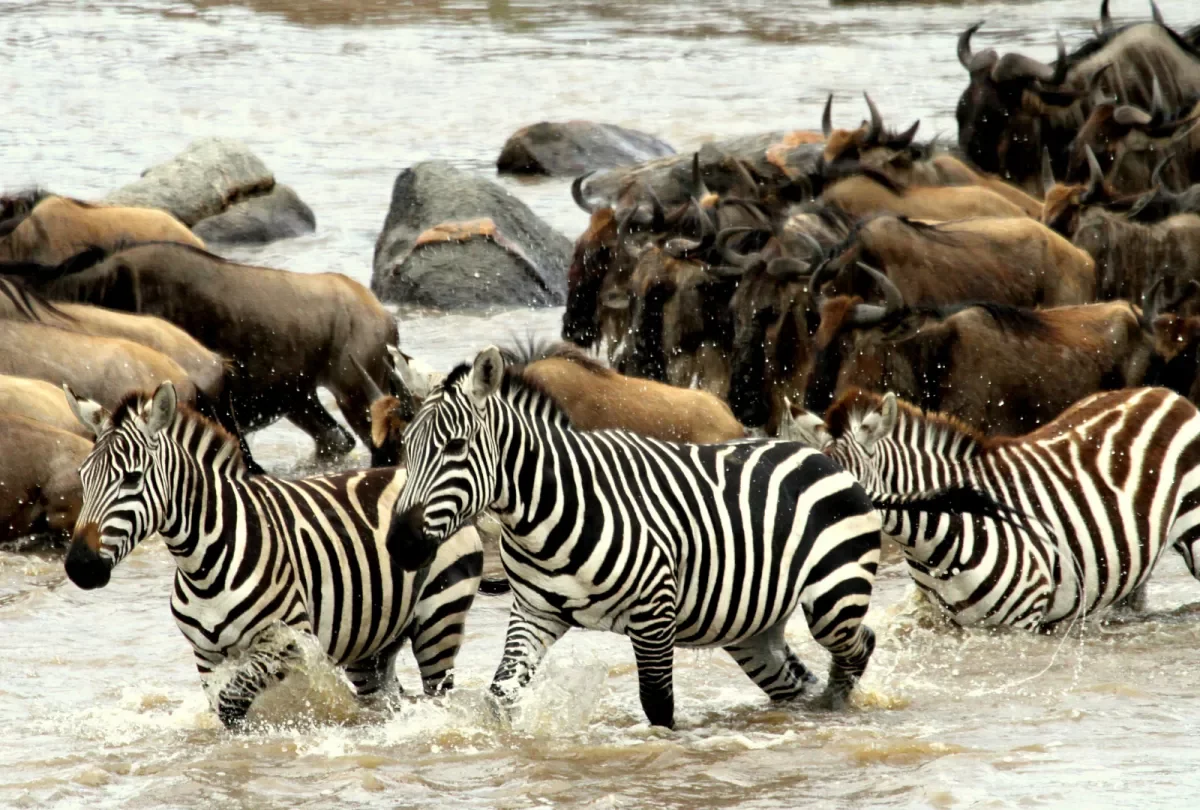 Best time to book a Great Migration Masai Mara safari package - Wildebeest and Zebra wading through Mara River
