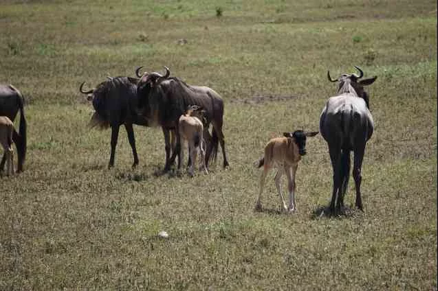 Stages of the Masai Mara Migration Safari - Female wildebeest and their calves