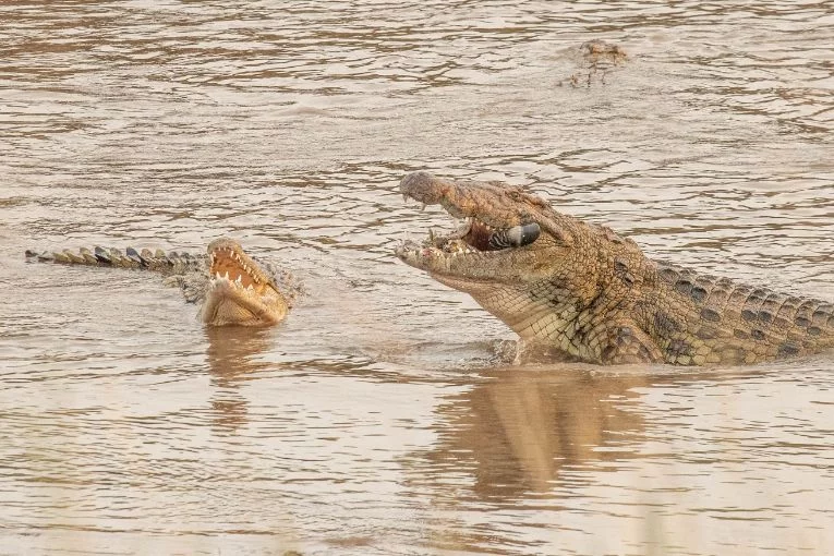 Highlights of the Great Migration Masai Mara Safari - Nile crocodiles hunting travelling animals