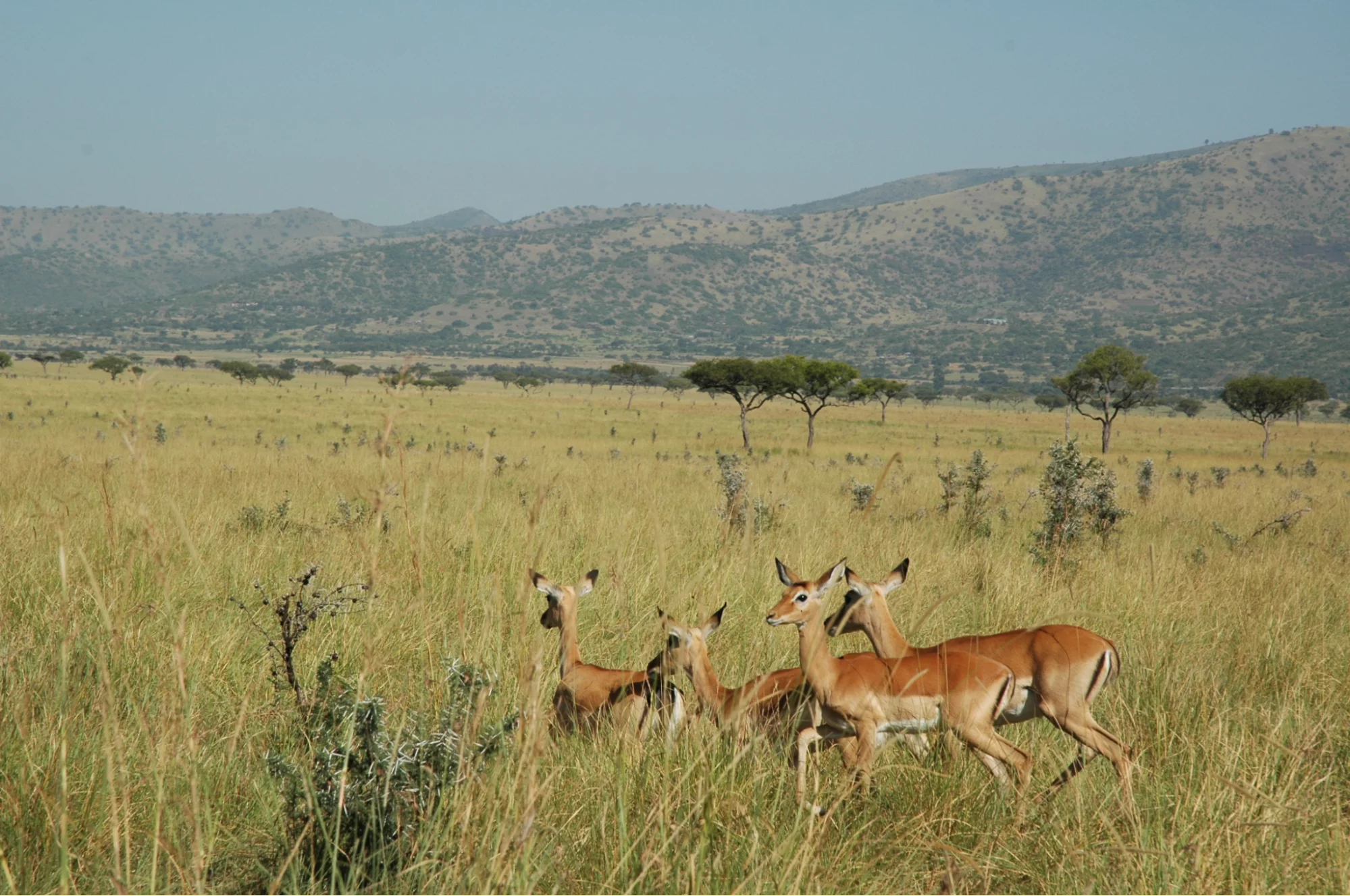 Hidden gems in Kenya attractions - gazelles in Ruma National Park