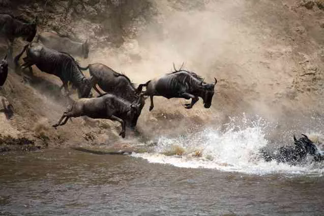 The Great Migration Masai Mara River Crossing - Wildebeest leaping into the river